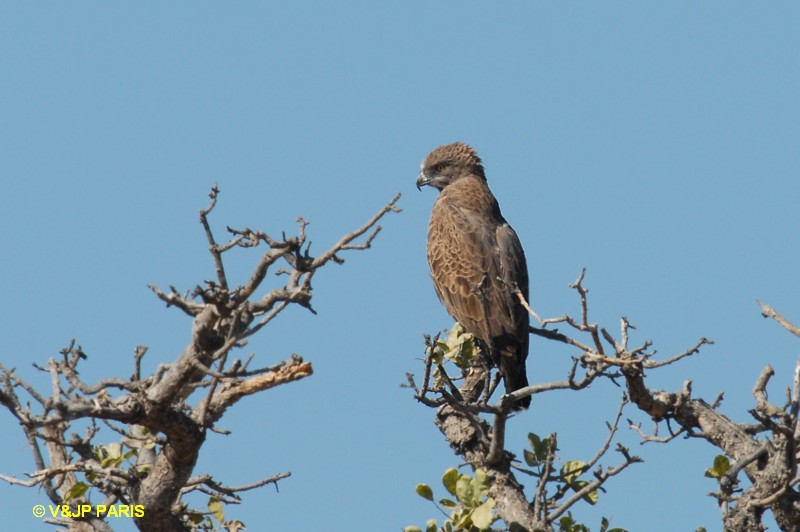 Circaetus cinereus