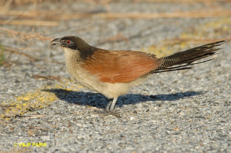 Centropus superciliosus burchellii