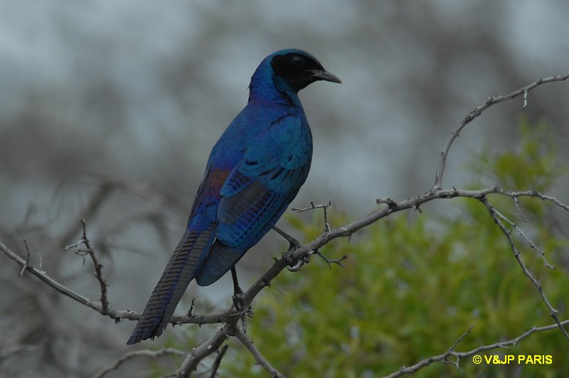 Lamprotornis australis