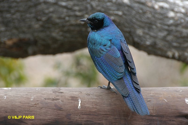 Lamprotornis australis