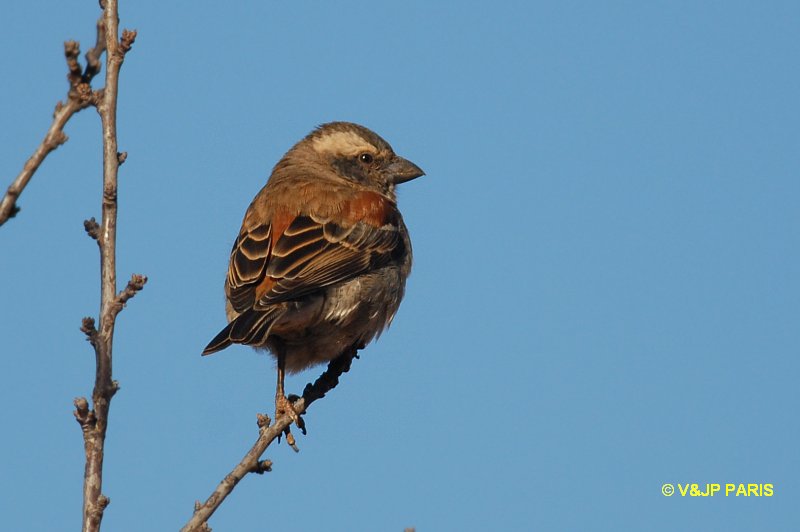 Passer melanurus