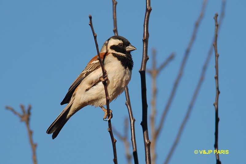 Passer melanurus