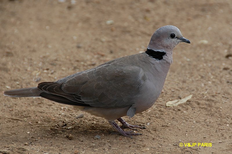 Streptopelia capicola