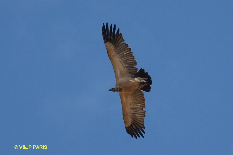 Gyps coprotheres