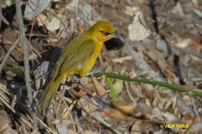 Ploceus capensis