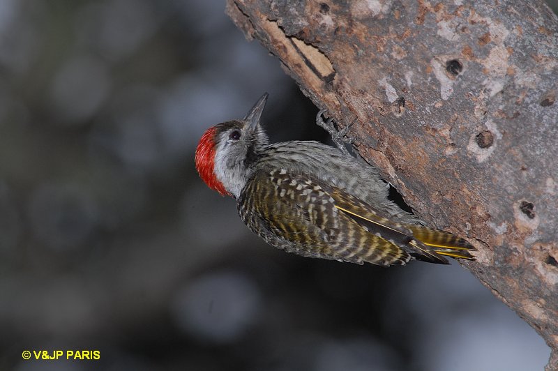 Dendropicos fuscescens