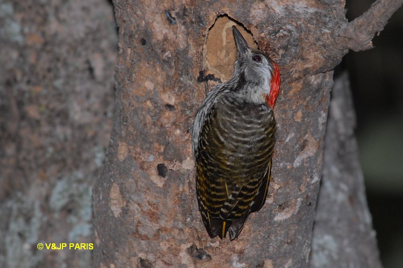 Dendropicos fuscescens
