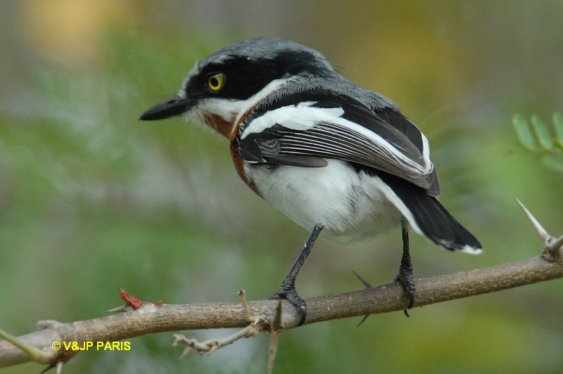Batis molitor