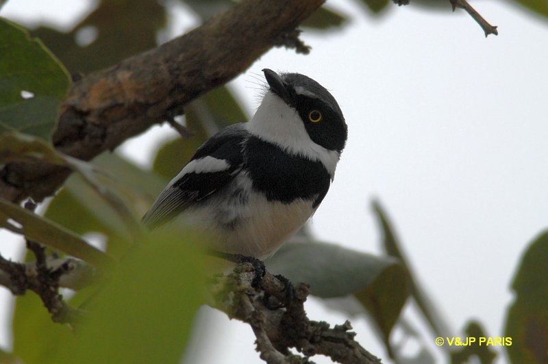 Batis molitor