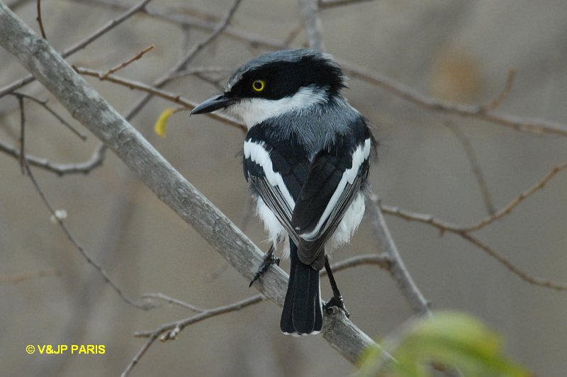 Batis molitor