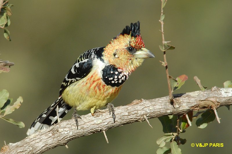 Trachyphonus vaillantii