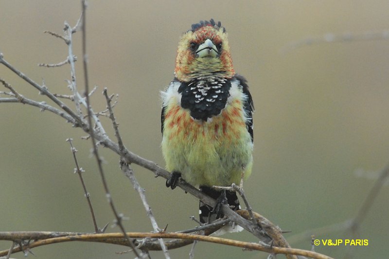 Trachyphonus vaillantii