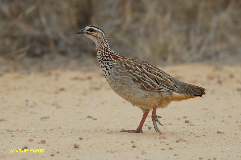 Francolinus sephaena