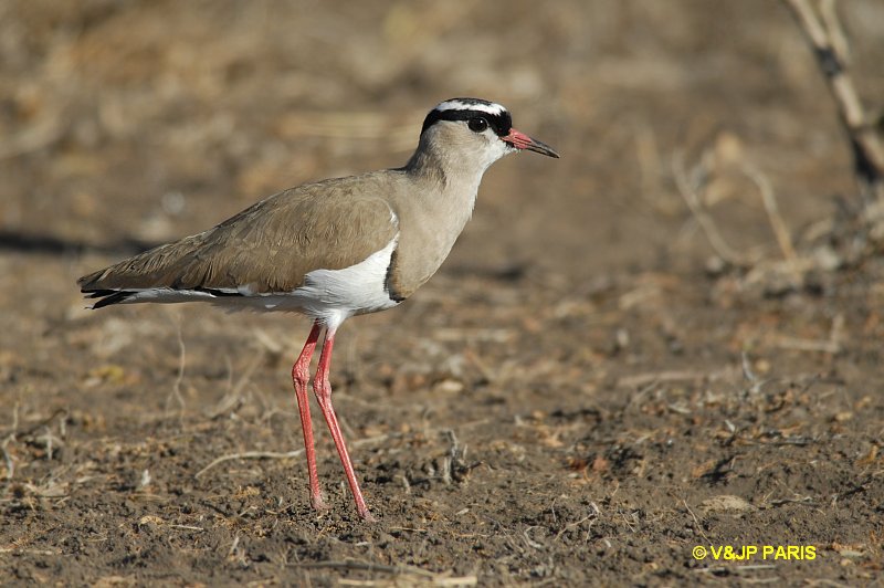 Vanellus coronatus