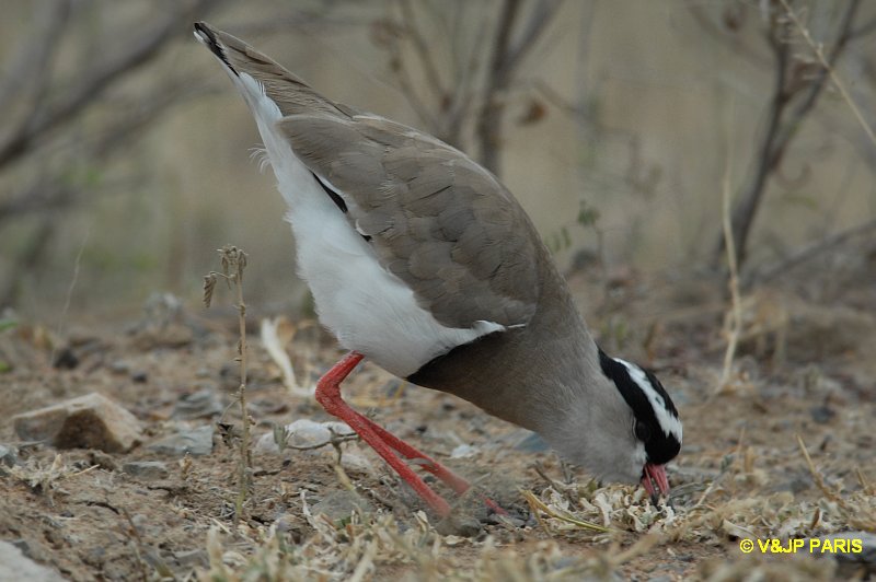 Vanellus coronatus