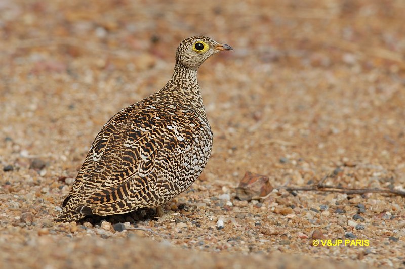 Pterocles bicinctus
