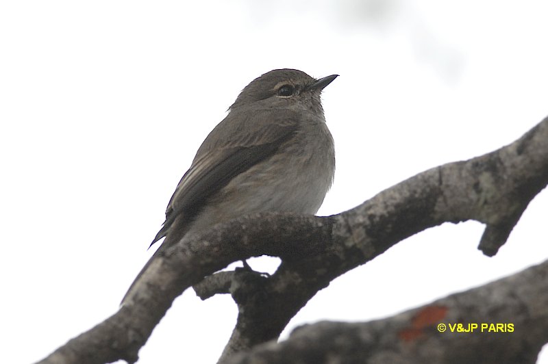 Muscicapa adusta