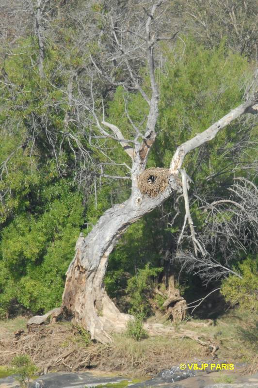 Alopochen aegyptiaca