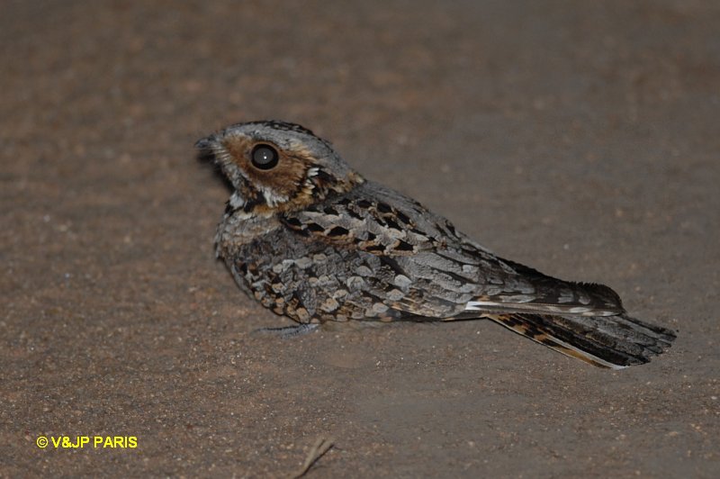 Caprimulgus pectoralis