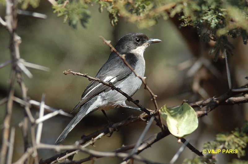 Sigelus silens