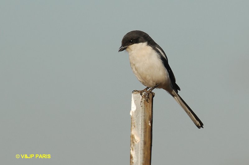 Lanius collaris