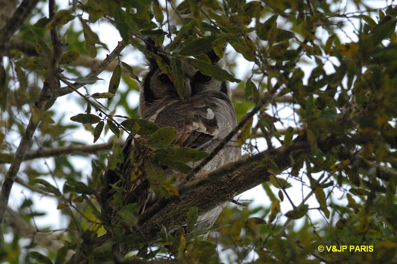 Bubo lacteus