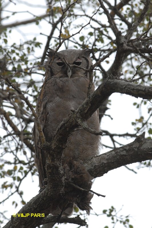 Bubo lacteus