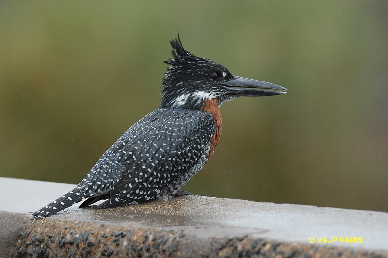 Martin-pêcheur géant