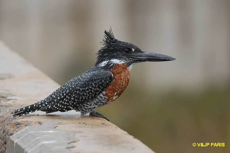 Martin-pêcheur géant