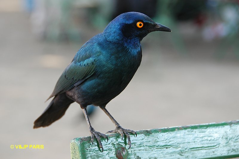 Lamprotornis nitens