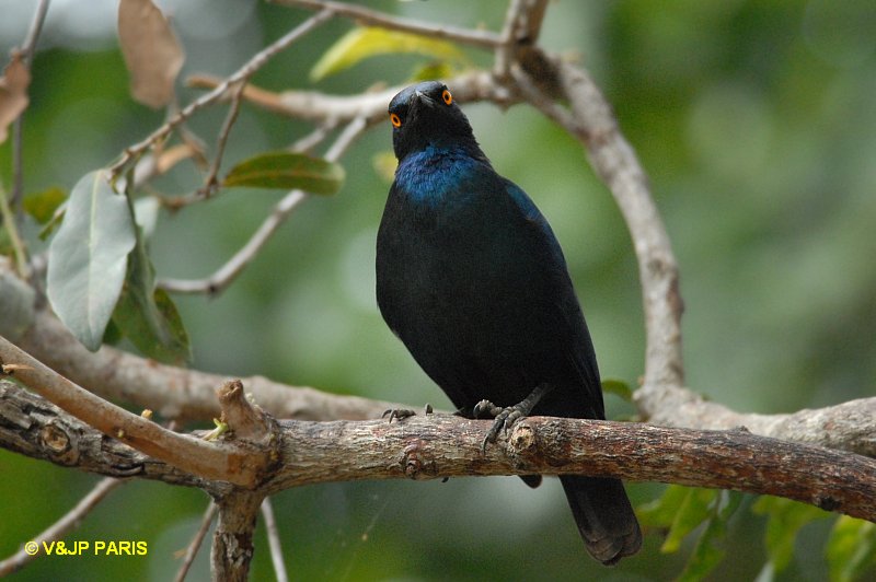Lamprotornis nitens