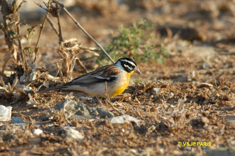 Emberiza flaviventris