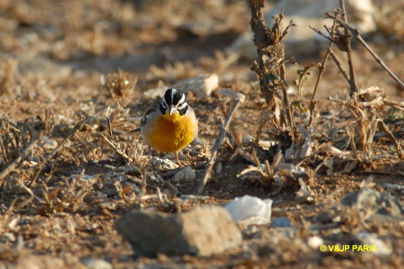 Emberiza flaviventris