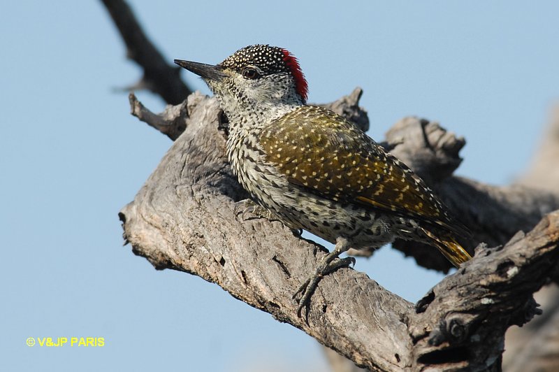 Campethera abingoni