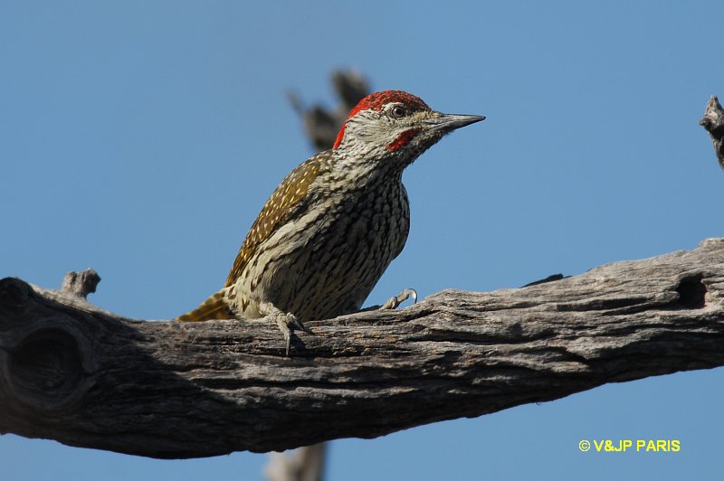 Campethera abingoni