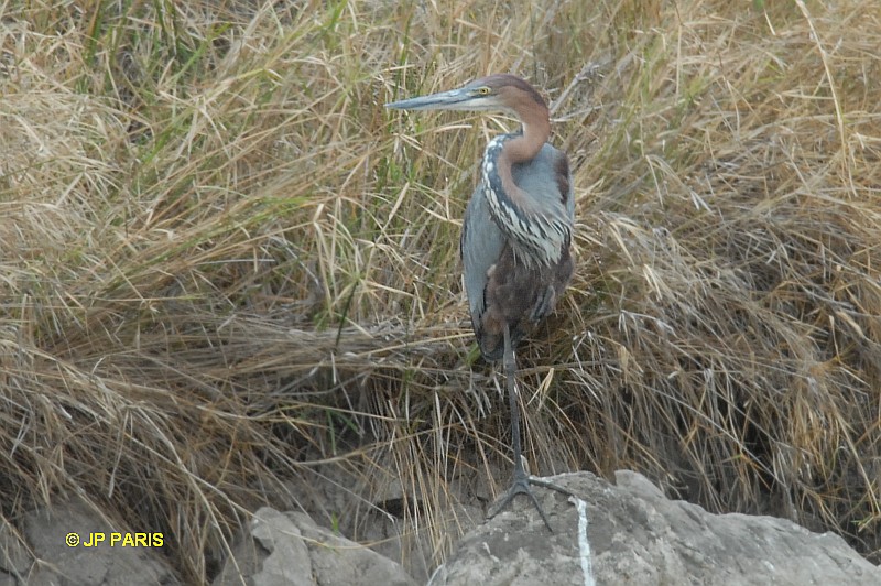 Ardea goliath