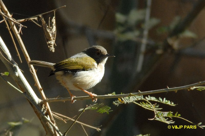 Camaroptera brachyura brevicaudata