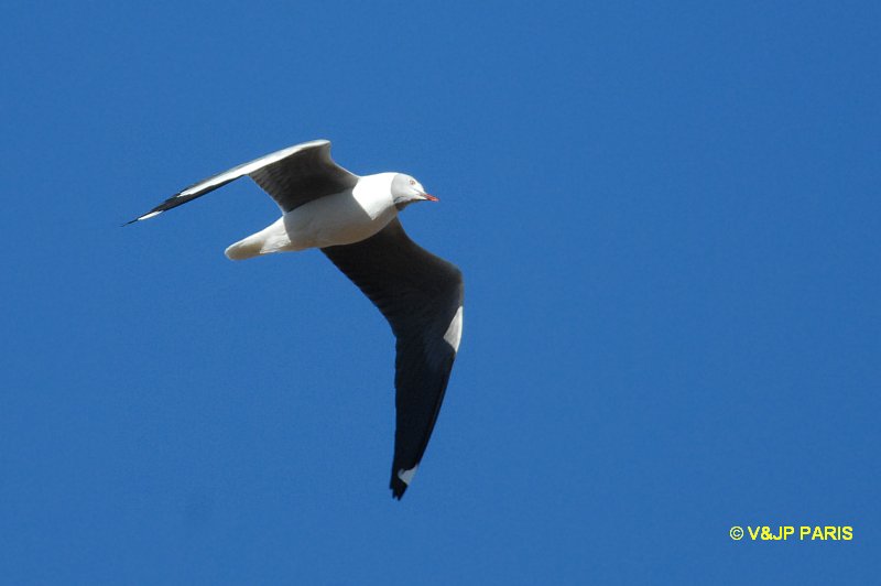Chroicocephalus cirrocephalus