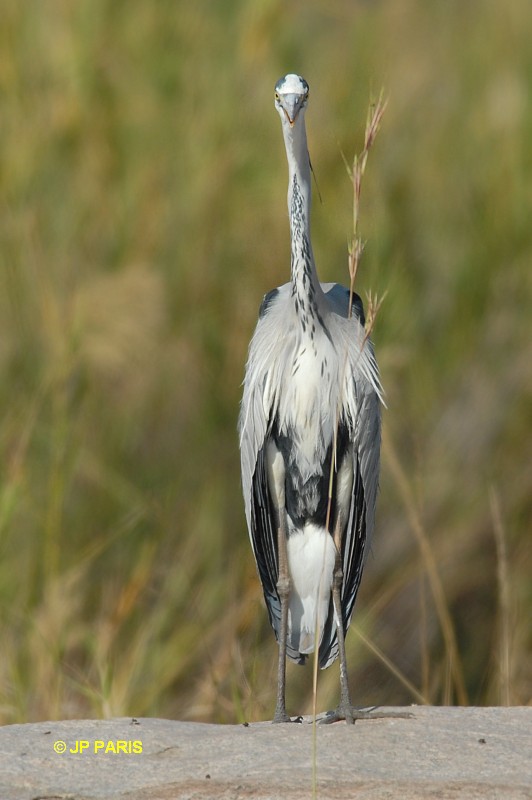 Ardea cinerea