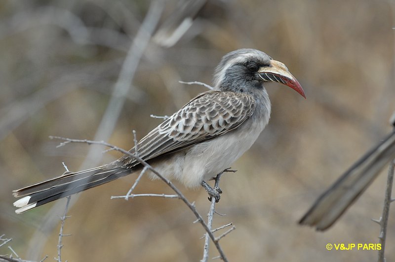 Tockus nasutus
