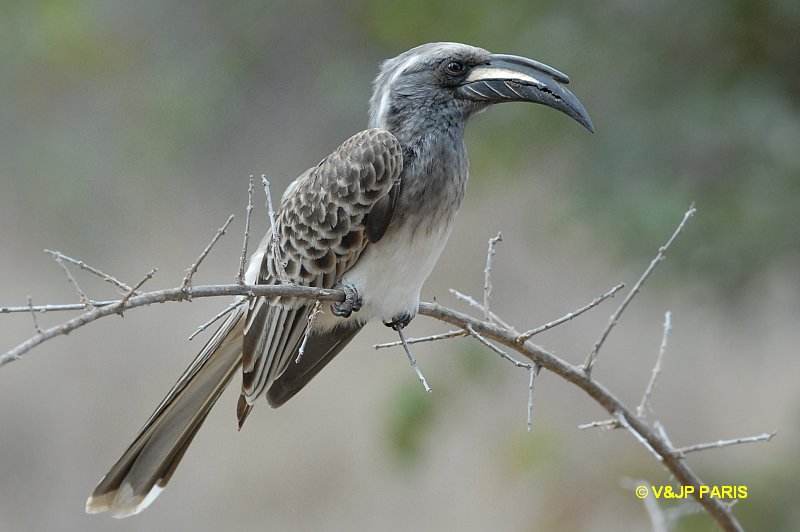 Tockus nasutus