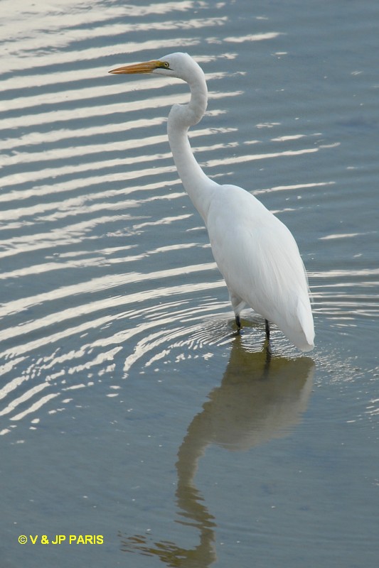 Ardea alba
