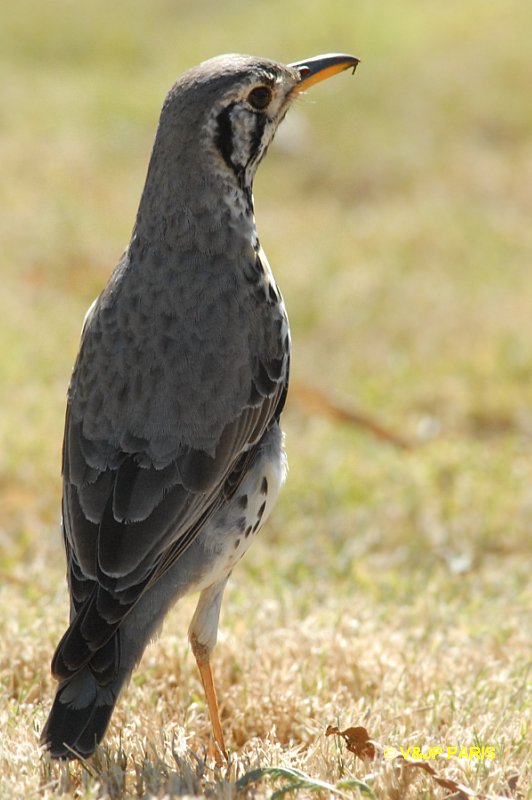 Psophocichla litsitsirupa