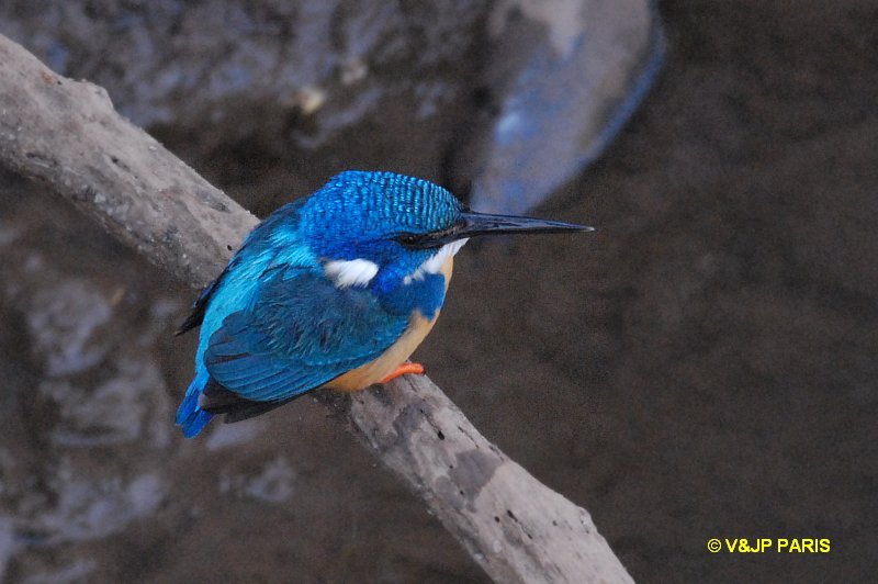 Alcedo semitorquata