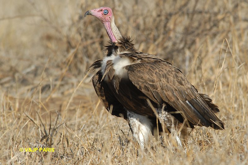 Necrosyrtes monachus