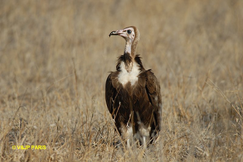 Necrosyrtes monachus