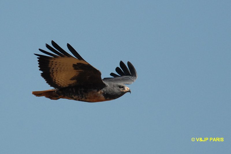 Buteo rufofuscus