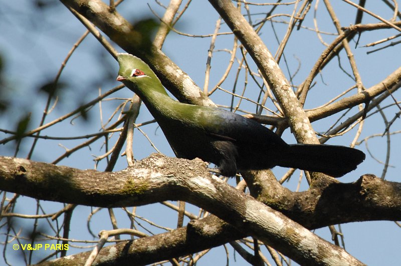 Tauraco corythaix