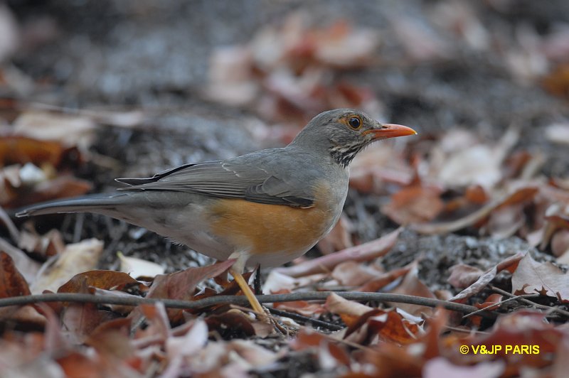 Turdus libonyana
