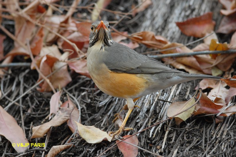 Turdus libonyana